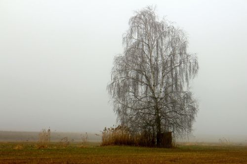 landscape meadow fog