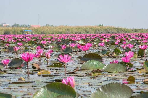 landscape lotus nature