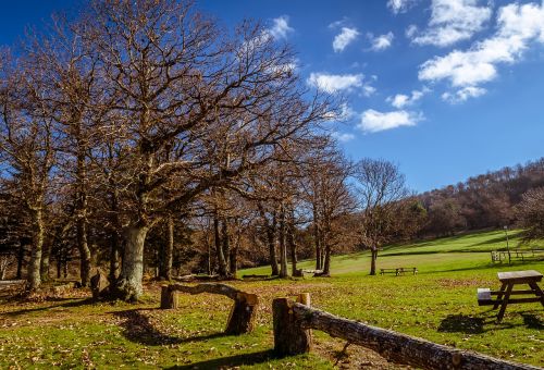 landscape trees nature