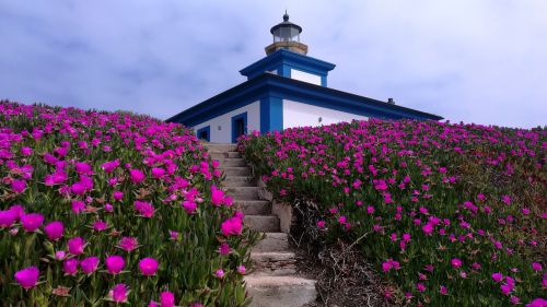 landscape lighthouse flowers