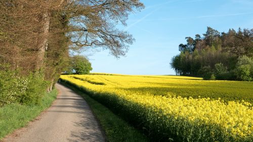 landscape oilseed rape field