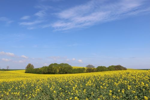 landscape trees spring