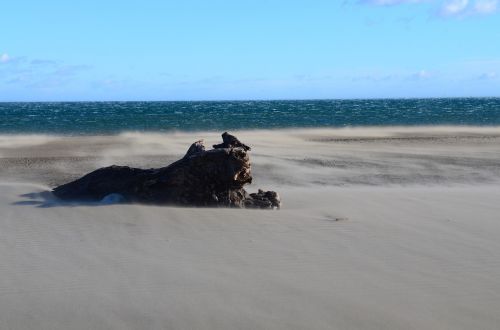 landscape beach trunk