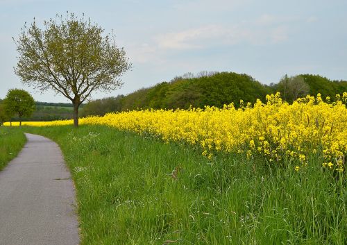 landscape spring grasses