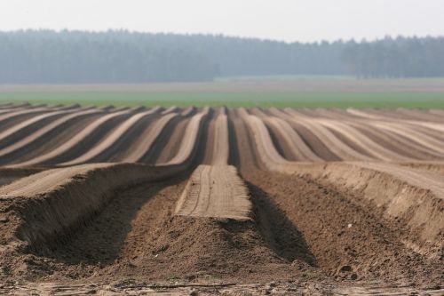 landscape potato field potatoes