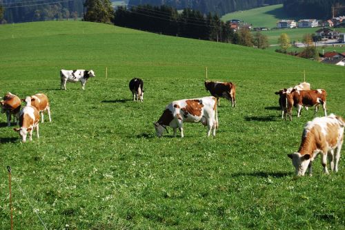 landscape cows mountain meadows