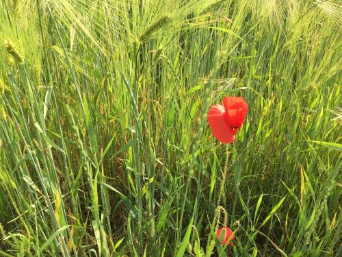 landscape grass field