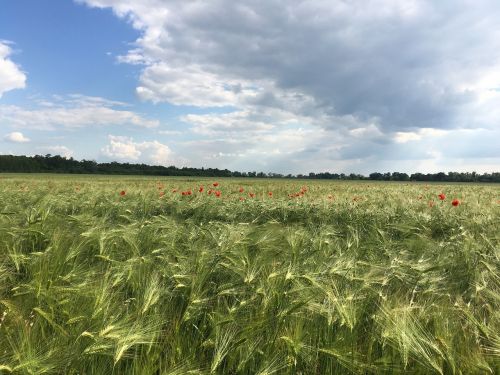 landscape grass field