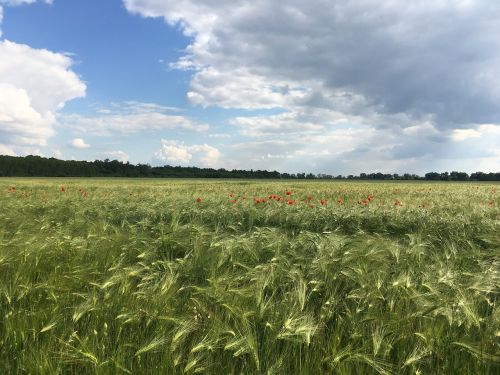 landscape grass field