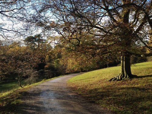 landscape trees scenery