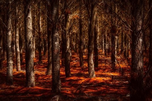 landscape forest trees