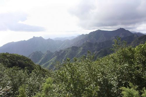 landscape tenerife plant