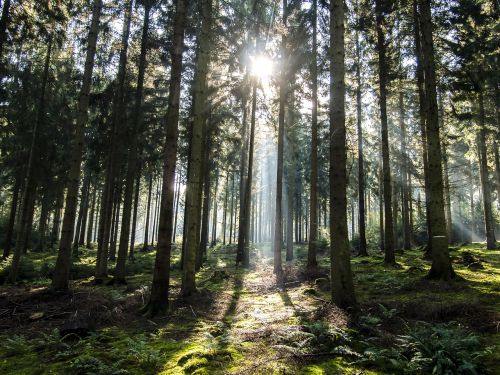 landscape forest sunbeam