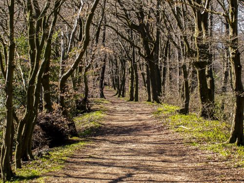 landscape forest nature