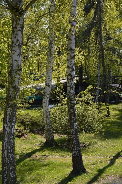 landscape spreewald birch