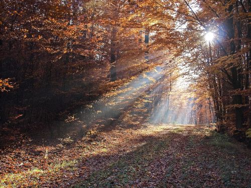 landscape forest sunbeam