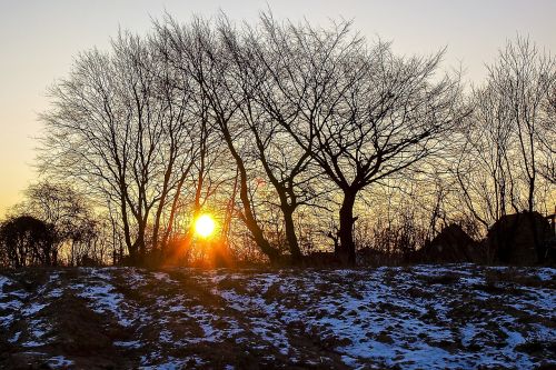 landscape trees sun