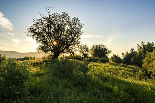 landscape tree nature