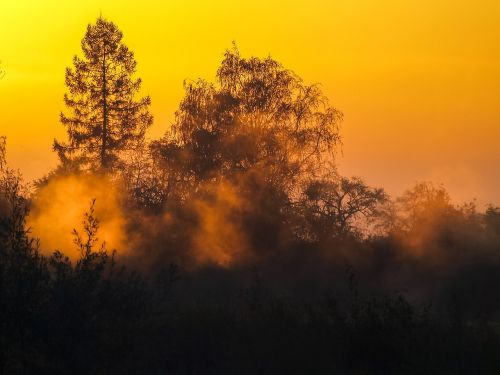 landscape fog trees