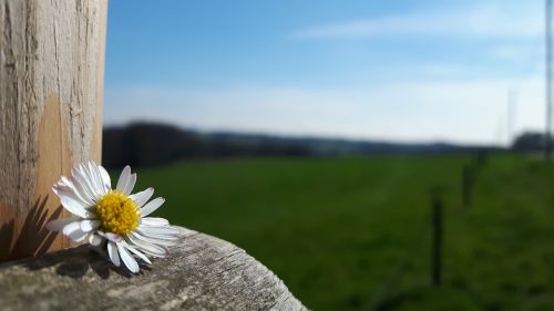 landscape flower daisy