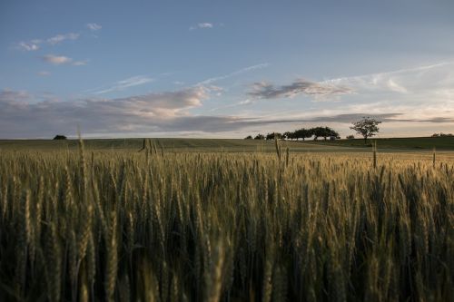 landscape summer nature