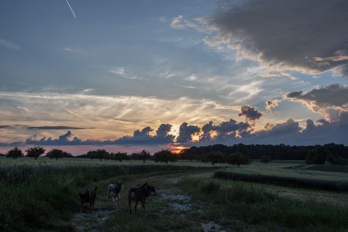 landscape summer nature