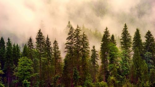 landscape forest trees