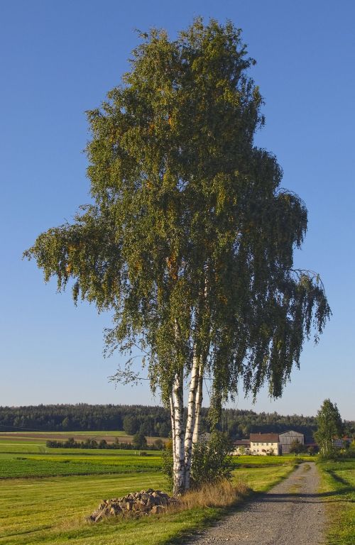 landscape birch tree