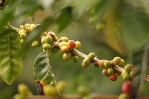 landscape coffee colombia