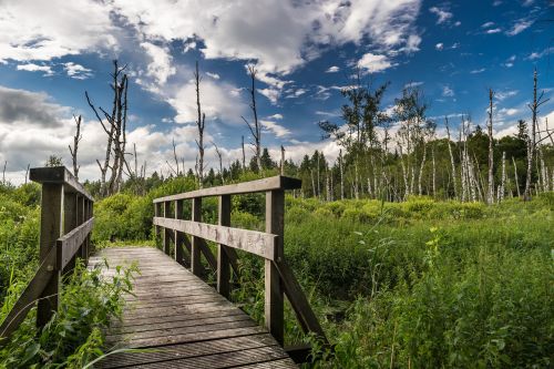 landscape nature trees