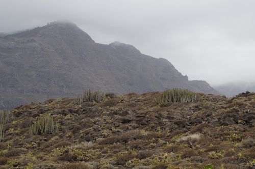 landscape cactus karg