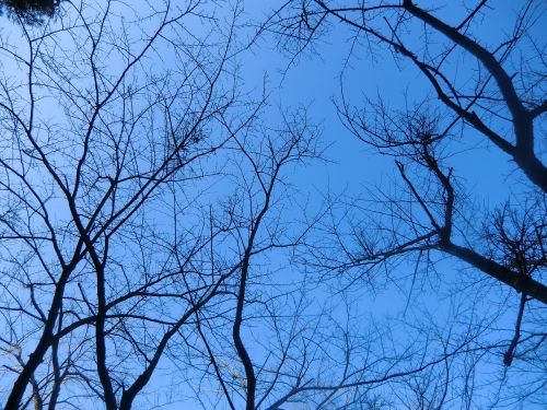 landscape sky tree