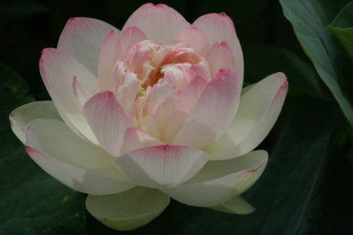 landscape flowers lotus