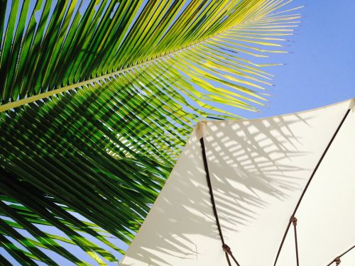 landscape coconut tree sombreiro