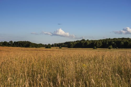 landscape poland meadow