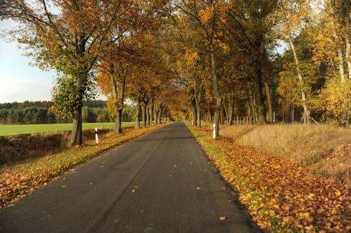 landscape autumn golden autumn