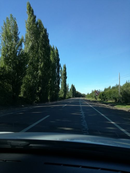 landscape road trees