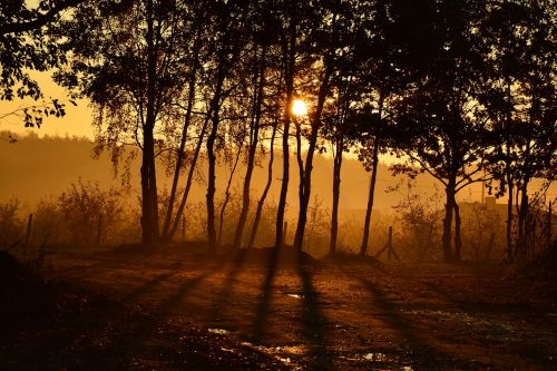 landscape the fog morning