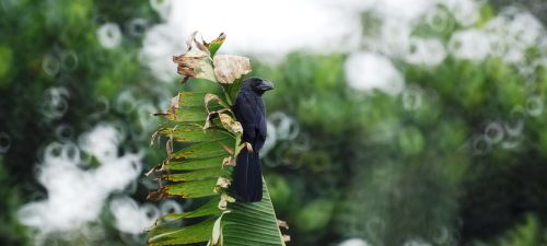 landscape nature birds