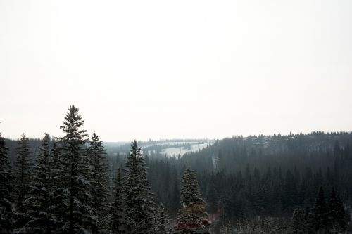 landscape trees forest