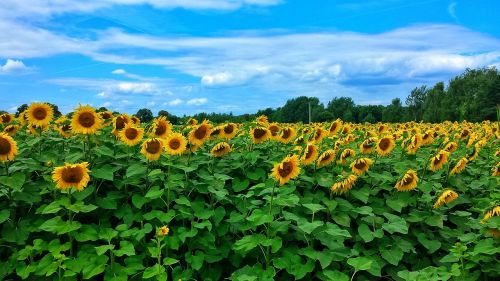 landscape sunflower sunflower field