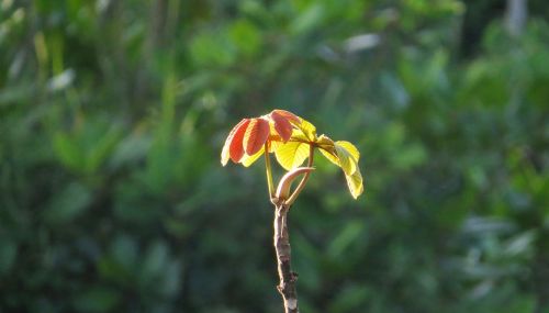 landscape nature plant