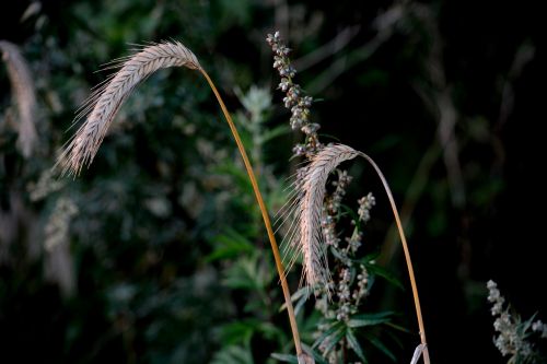 landscape cereals wheat