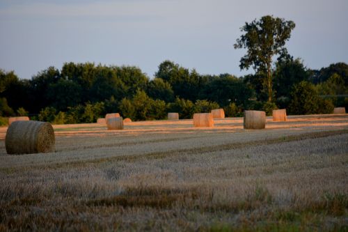 landscape cereals wheat
