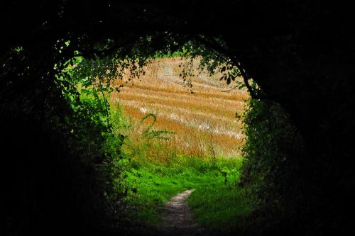 landscape field nature