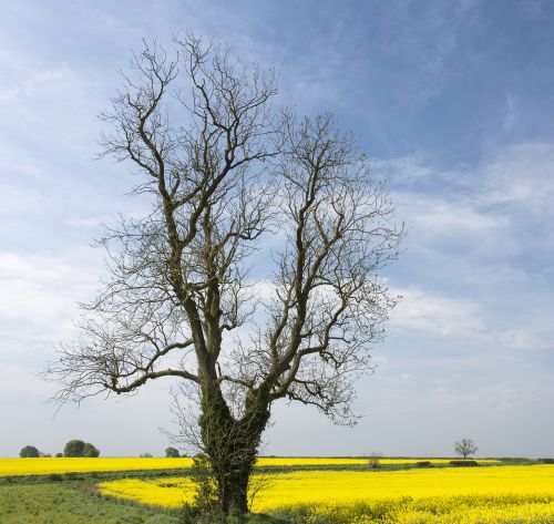 landscape tree rapeseed