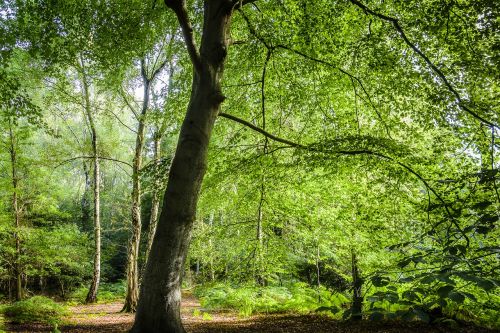 landscape forest forest landscape