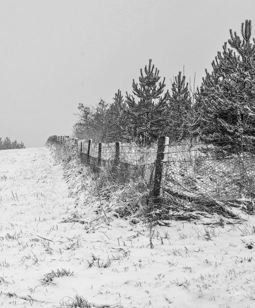 landscape snow trees