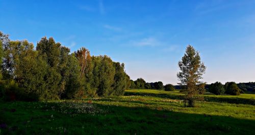 landscape field meadow