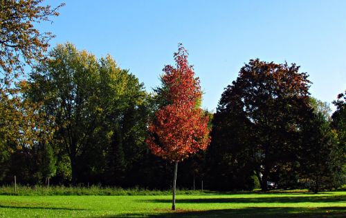 landscape autumn autumn gold